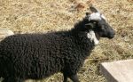 Quessantske ovce